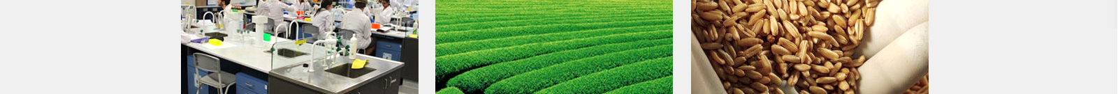 28.3L 博科鼓风机干燥箱